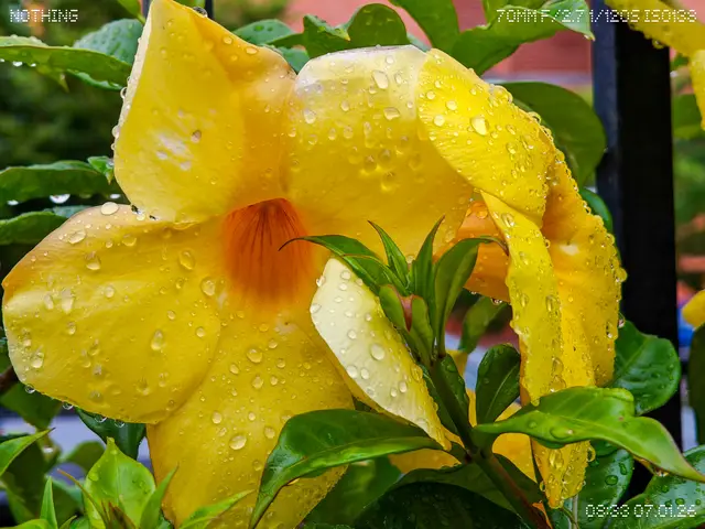 Flor en la mañana
