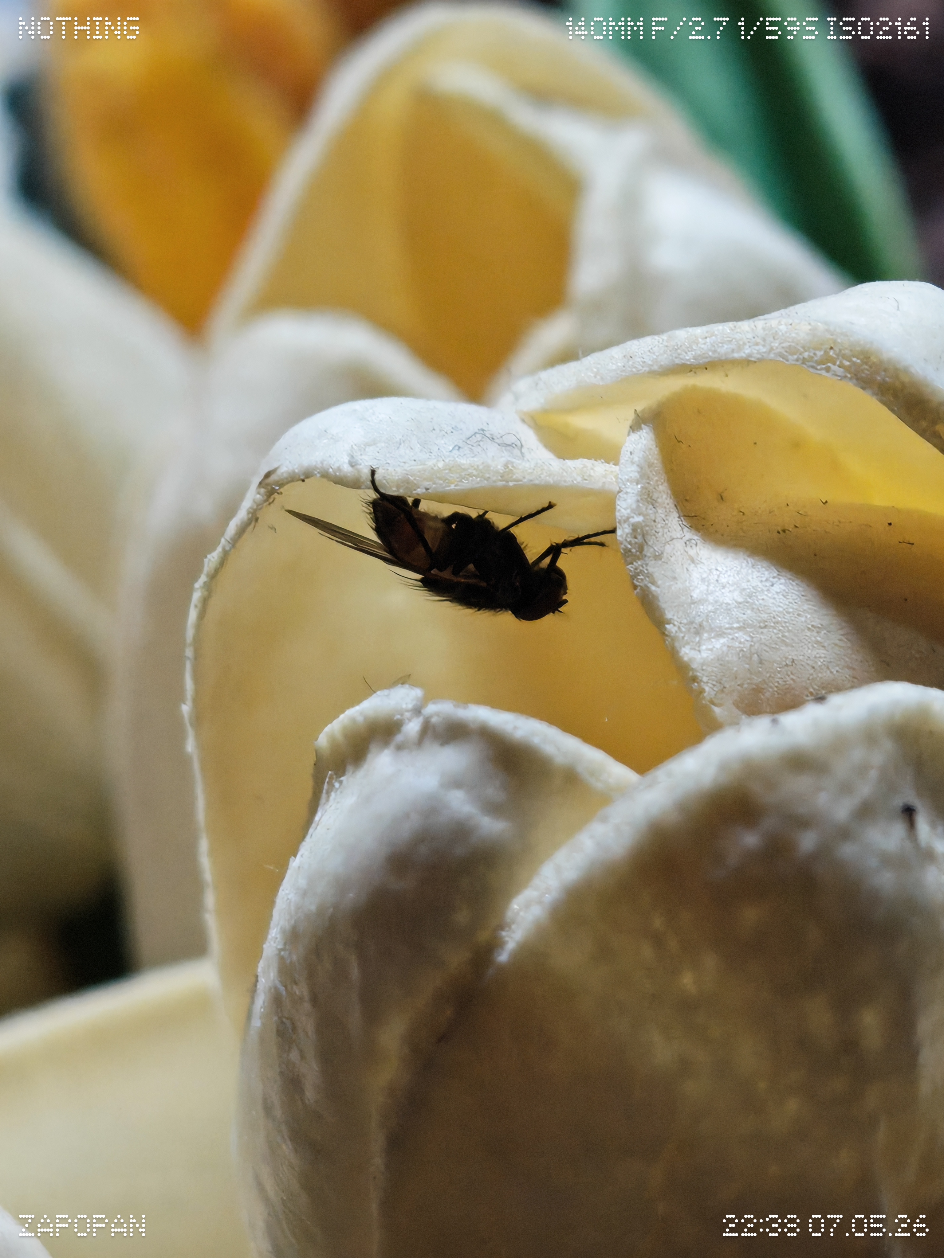 Una mosca escondida en una flor