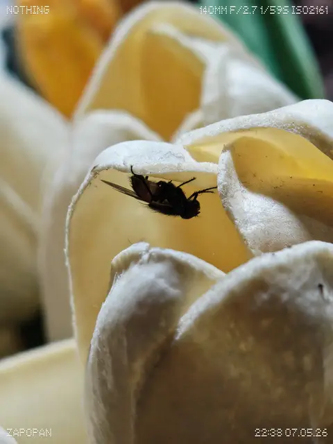 Una mosca escondida en una flor